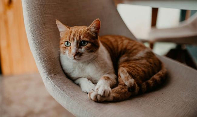 a cat lying on a chair